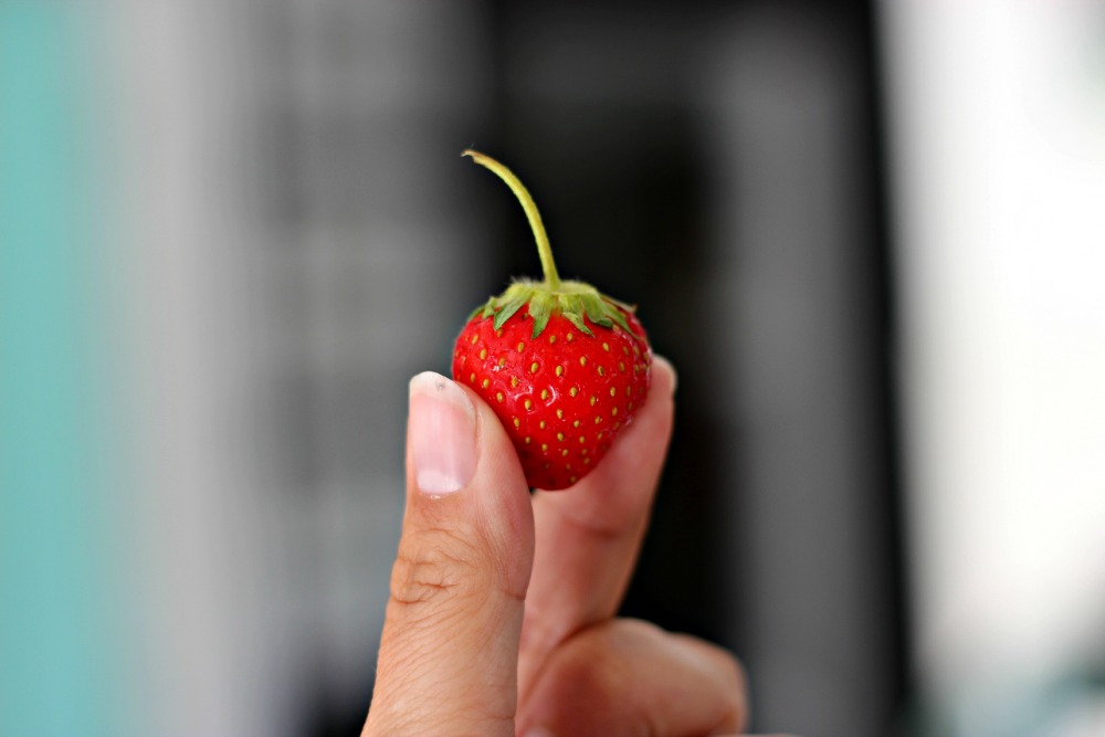 The perfect strawberry.